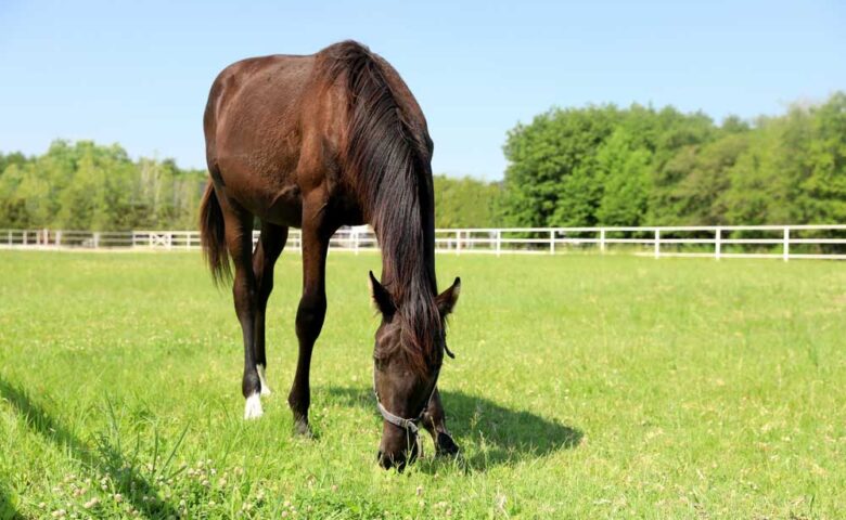 The Benefits of Australian-Made Horse Shelters