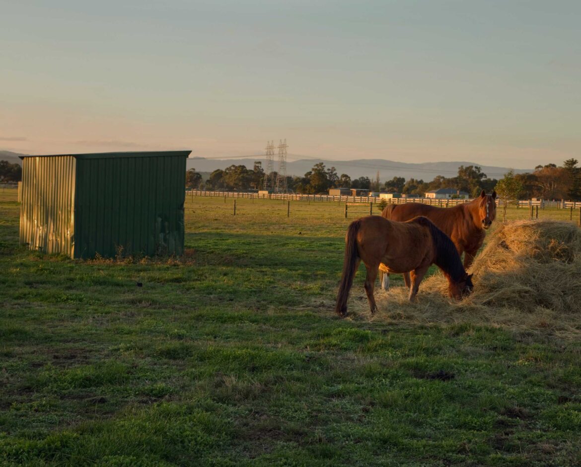 Providing-Safety-and-Comfort-for-Our-Equine-Companions