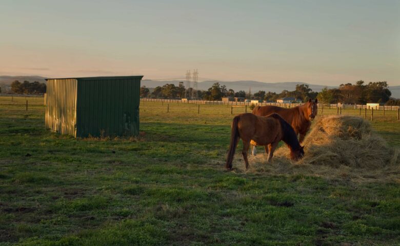 Providing-Safety-and-Comfort-for-Our-Equine-Companions