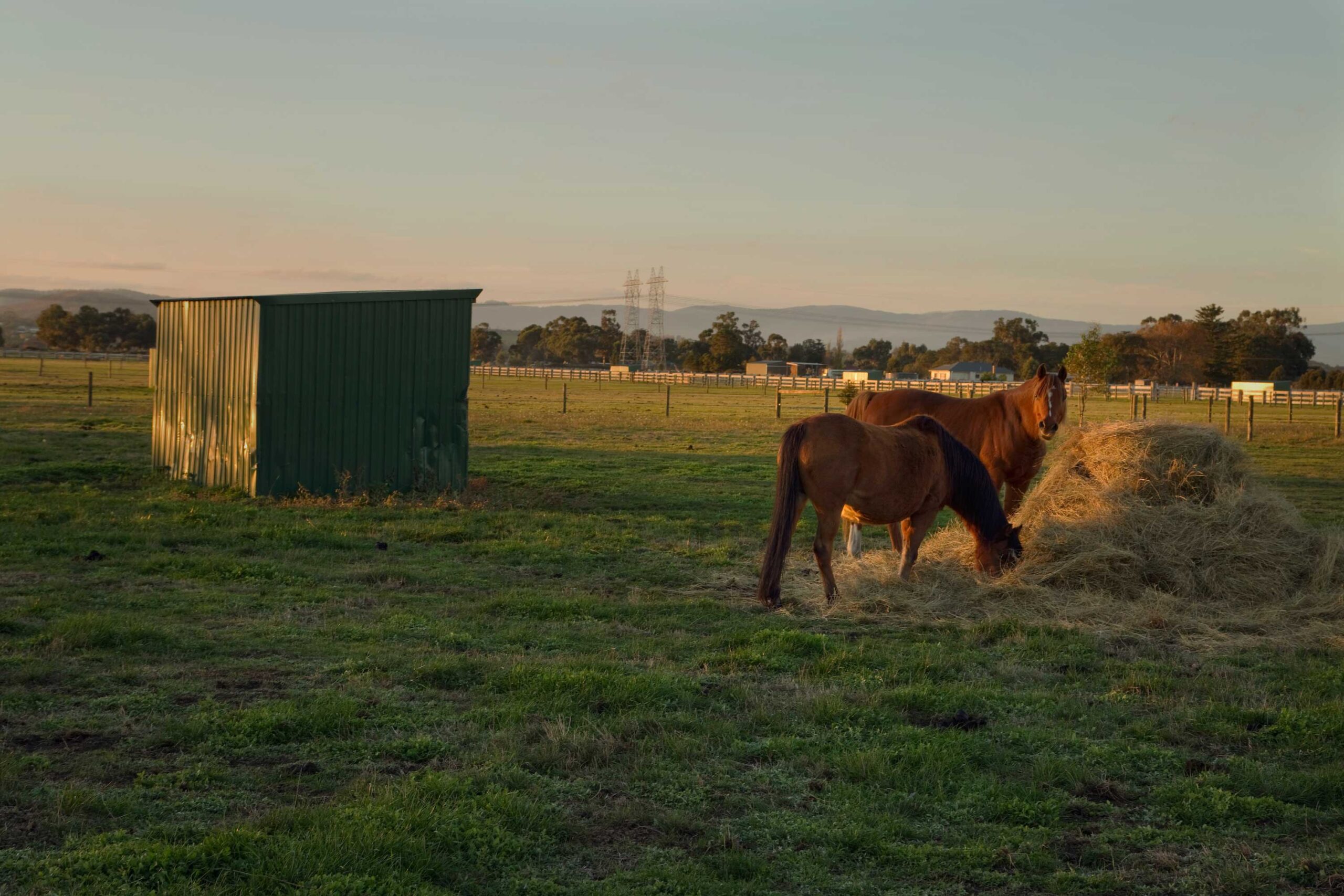 Providing-Safety-and-Comfort-for-Our-Equine-Companions